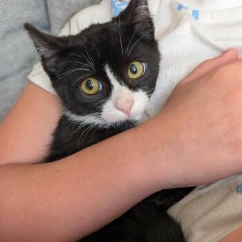 Dilly Garrett -  Domestic Short Hair Cat for Adoption in Eagle Mountain, Utah - Dilly Garrett | PetCurious