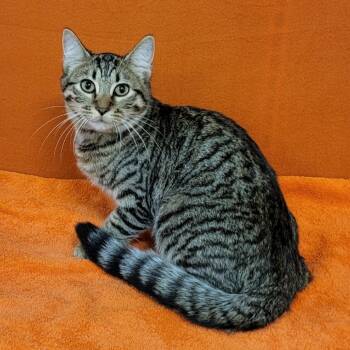 Rescue Domestic Short Hair Cats for Adoption in Coos Bay, Oregon - Bell | PetCurious