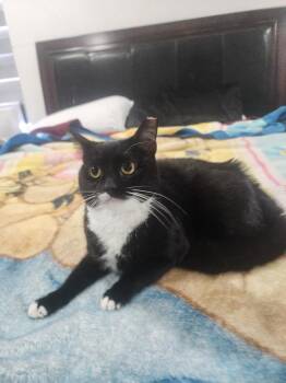 Domestic Short Hair Cats Available for Adoption - Gigi | PetCurious