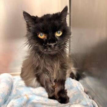 Domestic Medium Hair Cats Available for Adoption in Spokane, Washington - Jackie | PetCurious