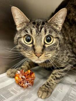 Jessie -  Domestic Medium Hair Cat for Adoption in Wichita, Kansas - Jessie | PetCurious
