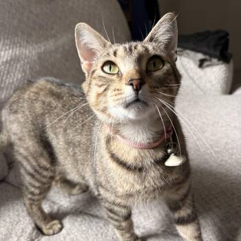 Pork -  Domestic Short Hair Cat for Adoption in Everettville, West Virginia - Pork | PetCurious