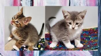 Domestic Short Hair Cats Available for Adoption in Rockford, Illinois - Bramble And Broderick | PetCurious