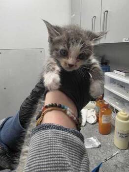 Sheddington -  Domestic Short Hair Cat for Adoption in Sevierville, Tennessee - Sheddington | PetCurious