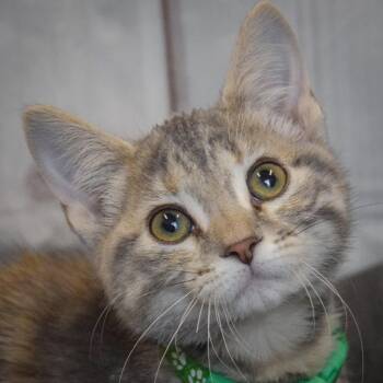 Torbie and Domestic Short Hair Cats Available for Adoption in Huntley, Illinois - Shiloh | PetCurious