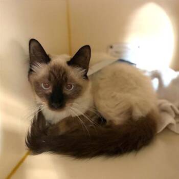 Balinese and Domestic Short Hair Cats Available for Adoption in Fort Worth, Texas - Lacey | PetCurious