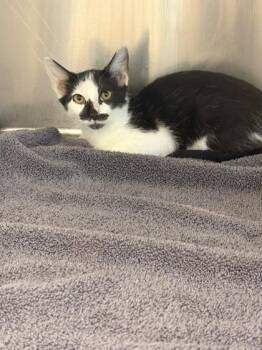 Dwight -  Domestic Short Hair Cat for Adoption in Memphis, Tennessee - Dwight | PetCurious