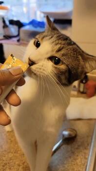 Odori -  Domestic Short Hair Cat for Adoption in Florham Park, New Jersey - Odori | PetCurious