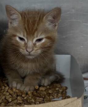 61653376 -  Domestic Short Hair Cat for Adoption in El Paso, Texas - 61653376 | PetCurious