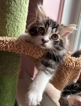 Nick -  Domestic Short Hair Cat for Adoption in Montreal, Quebec - Nick | PetCurious