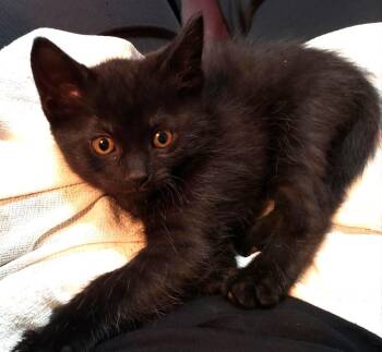 Ravyn -  Domestic Short Hair Cat Available for Adoption in East Brunswick, New Jersey - Ravyn | PetCurious