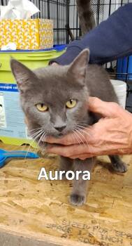 Rescue Domestic Short Hair Cats for Adoption in Plattsburgh, New York - Aurora | PetCurious