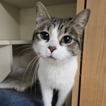 Rescue Domestic Short Hair Cats for Adoption in Antioch, Illinois - Cricket | PetCurious