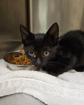 Pickles -  Domestic Short Hair Cat for Adoption in Disputanta, Virginia - Pickles | PetCurious