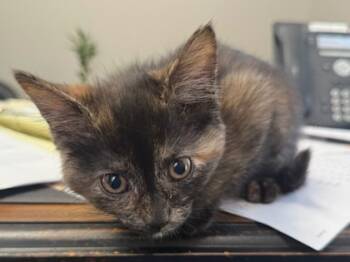 Rescue Domestic Short Hair Cats for Adoption in Vincennes, Indiana - Shay | PetCurious