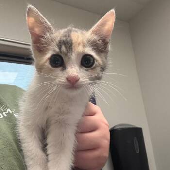 Maybelle -  Domestic Short Hair Cat for Adoption in Columbiana, Alabama - Maybelle | PetCurious