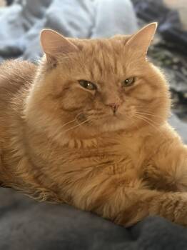 Maine Coon and Domestic Long Hair Cats Available for Adoption in Walnut Creek, California - Teddy | PetCurious
