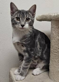 Lychee Berry Labubu -  Domestic Short Hair Cat for Adoption in Norwalk, Connecticut - Lychee Berry Labubu | PetCurious