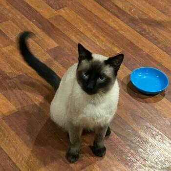 Siamese Cats Available for Adoption - Blue Cheese | PetCurious