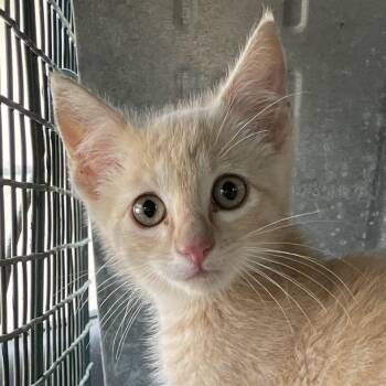 Larry -  Domestic Short Hair Cat for Adoption in Eureka Springs, Arkansas - Larry | PetCurious