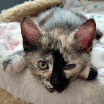 Gizmo -  Domestic Short Hair Cat for Adoption in Portland, Oregon - Gizmo | PetCurious
