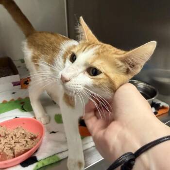 Tang -  Domestic Short Hair Cat for Adoption in Dickinson, Texas - Tang | PetCurious
