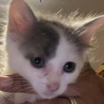 Opal -  Domestic Short Hair Cat for Adoption in Bel Air, Maryland - Opal | PetCurious