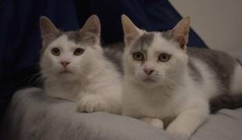 Domestic Medium Hair Cats Available for Adoption in Greenville, Delaware - Bam Bam W/Pebbles (f) (# 3/16/26-38,39 Middletown) | PetCurious