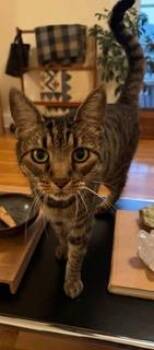 Apple -  Tabby Cat for Adoption in Lakewood, California - Apple | PetCurious