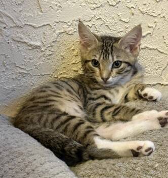 Mocha -  Domestic Short Hair Cat for Adoption in Oviedo, Florida - Mocha | PetCurious