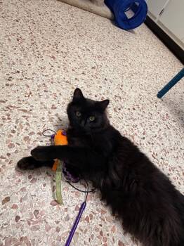 Domestic Long Hair Cats Available for Adoption - *Arthur | PetCurious