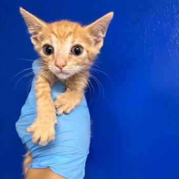 Domestic Medium Hair Cats Available for Adoption in Wahiawa, Hawaii - Amarillo | PetCurious