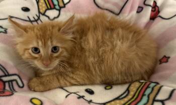 Cayenne -  Domestic Medium Hair Cat for Adoption in Seaford, New York - Cayenne | PetCurious