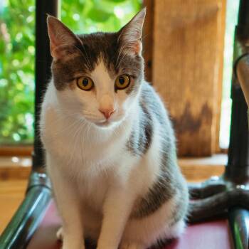 Rescue Domestic Short Hair Cats for Adoption in Jackson, Wyoming - Frank | PetCurious