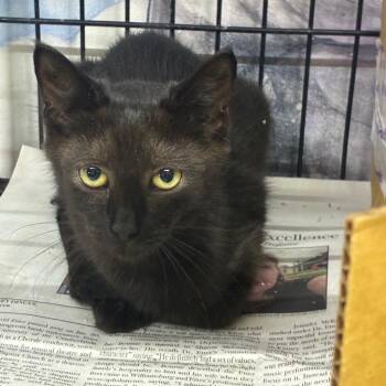 Curly -  Domestic Short Hair Cat for Adoption in Corbin, Kentucky - Curly | PetCurious