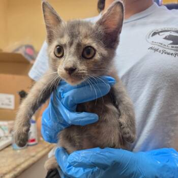 Lulu -  Domestic Short Hair Cat for Adoption in Corinth, Mississippi - Lulu | PetCurious