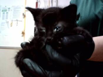 Domestic Short Hair Cats Available for Adoption in Martinez, California - A1047390 | PetCurious