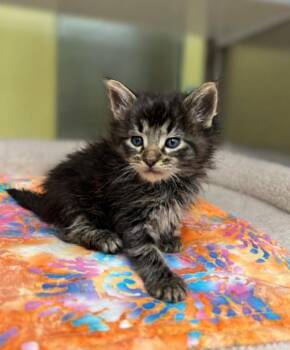 Loki -  Domestic Medium Hair Cat for Adoption in Lafayette, Louisiana - Loki | PetCurious