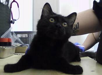 Ellis -  Domestic Medium Hair Cat for Adoption in Dayton, Minnesota - Ellis | PetCurious