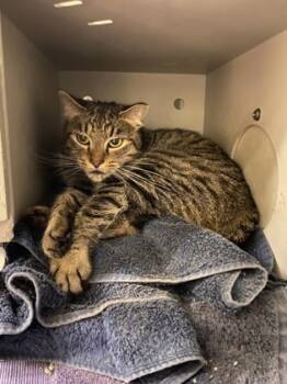 Rescue Domestic Short Hair Cats for Adoption in Quakertown, Pennsylvania - Emori | PetCurious