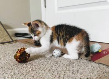 Domestic Short Hair Cats Available for Adoption in Mooresville, North Carolina - Blossom | PetCurious