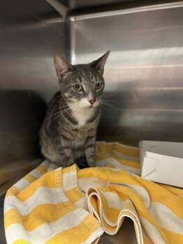 Rescue Domestic Short Hair Cats for Adoption in Savannah, Georgia - Lumos | PetCurious