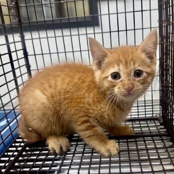 Mogwai -  Domestic Short Hair Cat for Adoption in Galveston, Texas - Mogwai | PetCurious