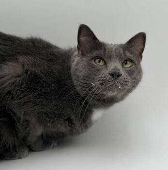 American Shorthair and Domestic Short Hair Cats Available for Adoption in Bowling Green, Kentucky - Ash | PetCurious
