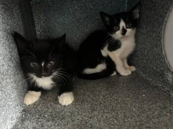 Domino -  Domestic Short Hair Cat for Adoption in New York, New York - Domino | PetCurious