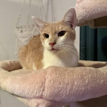Rescue Domestic Short Hair Cats for Adoption in Miami, Florida - Dunkin | PetCurious