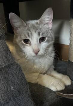 Oceania -  Domestic Short Hair Cat for Adoption - Oceania | PetCurious