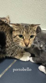 Rescue Domestic Short Hair Cats for Adoption in Fall River, Massachusetts - Momma Portobello | PetCurious
