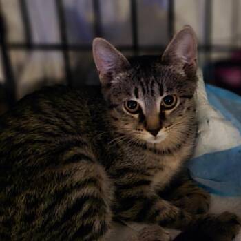 Bransen -  Domestic Short Hair Cat for Adoption in Grantsville, Utah - Bransen | PetCurious