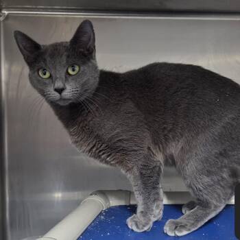 Domestic Short Hair Cats Available for Adoption - Stitch | PetCurious